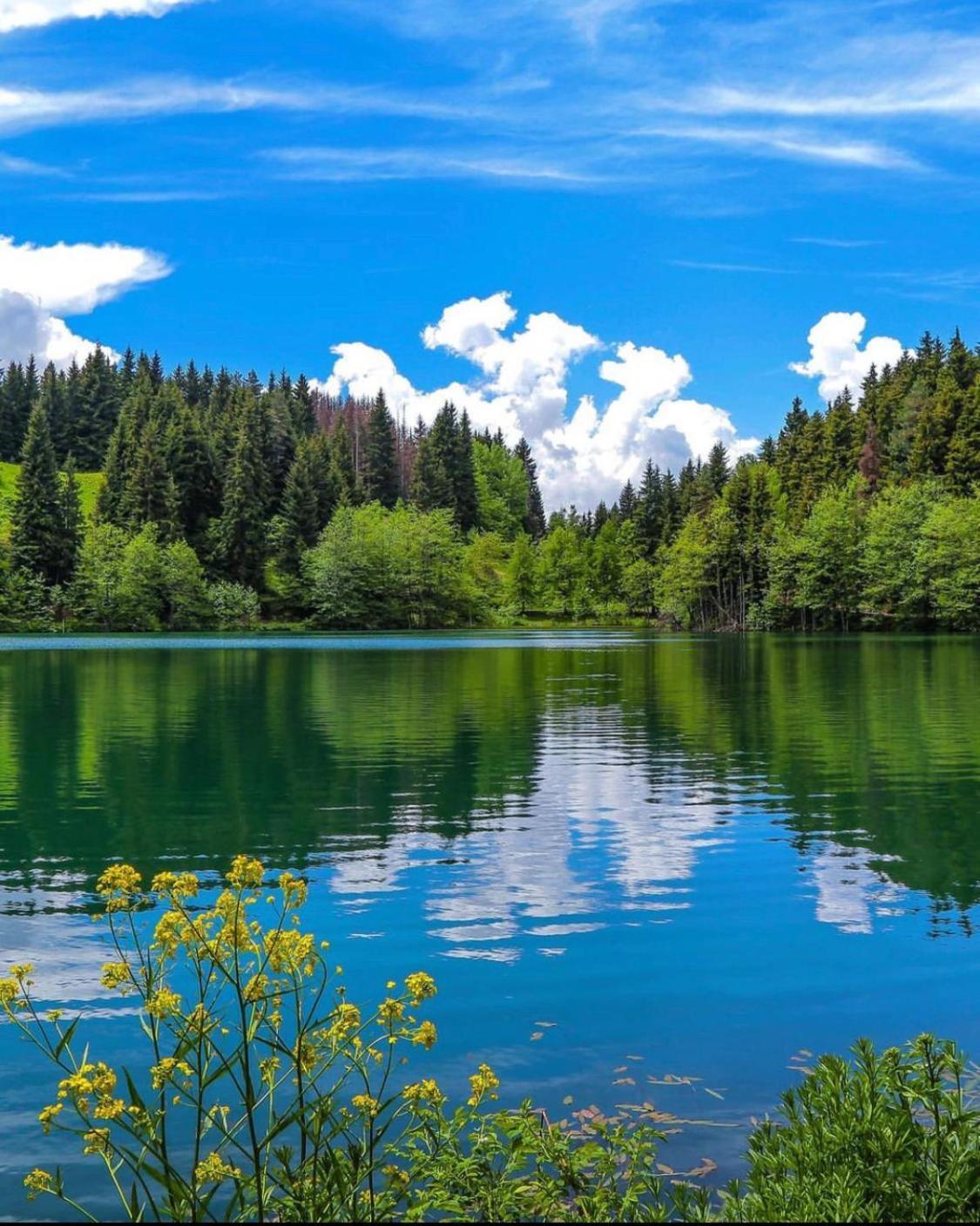 Black Forest Hotel Savsat Екстериор снимка