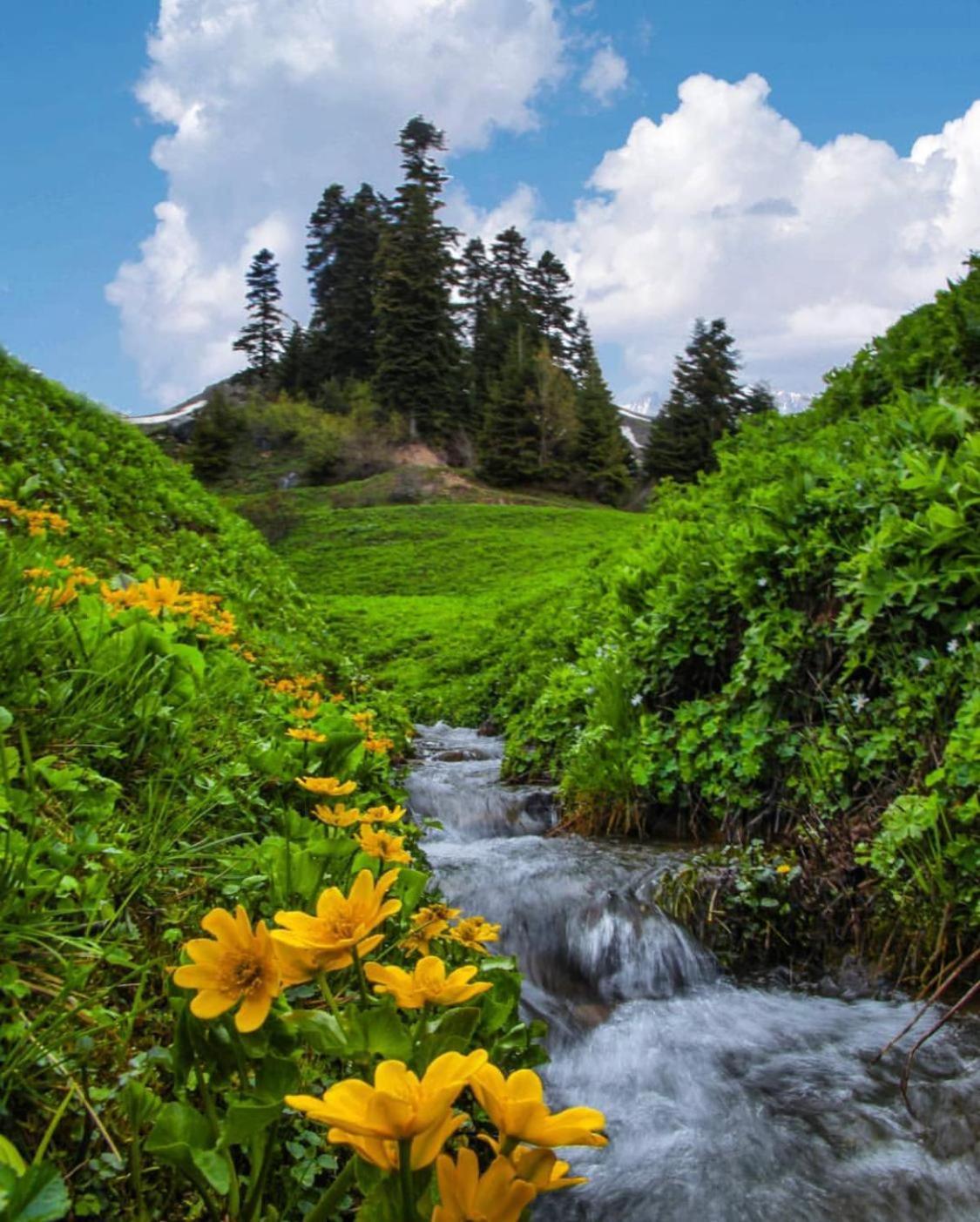 Black Forest Hotel Savsat Екстериор снимка