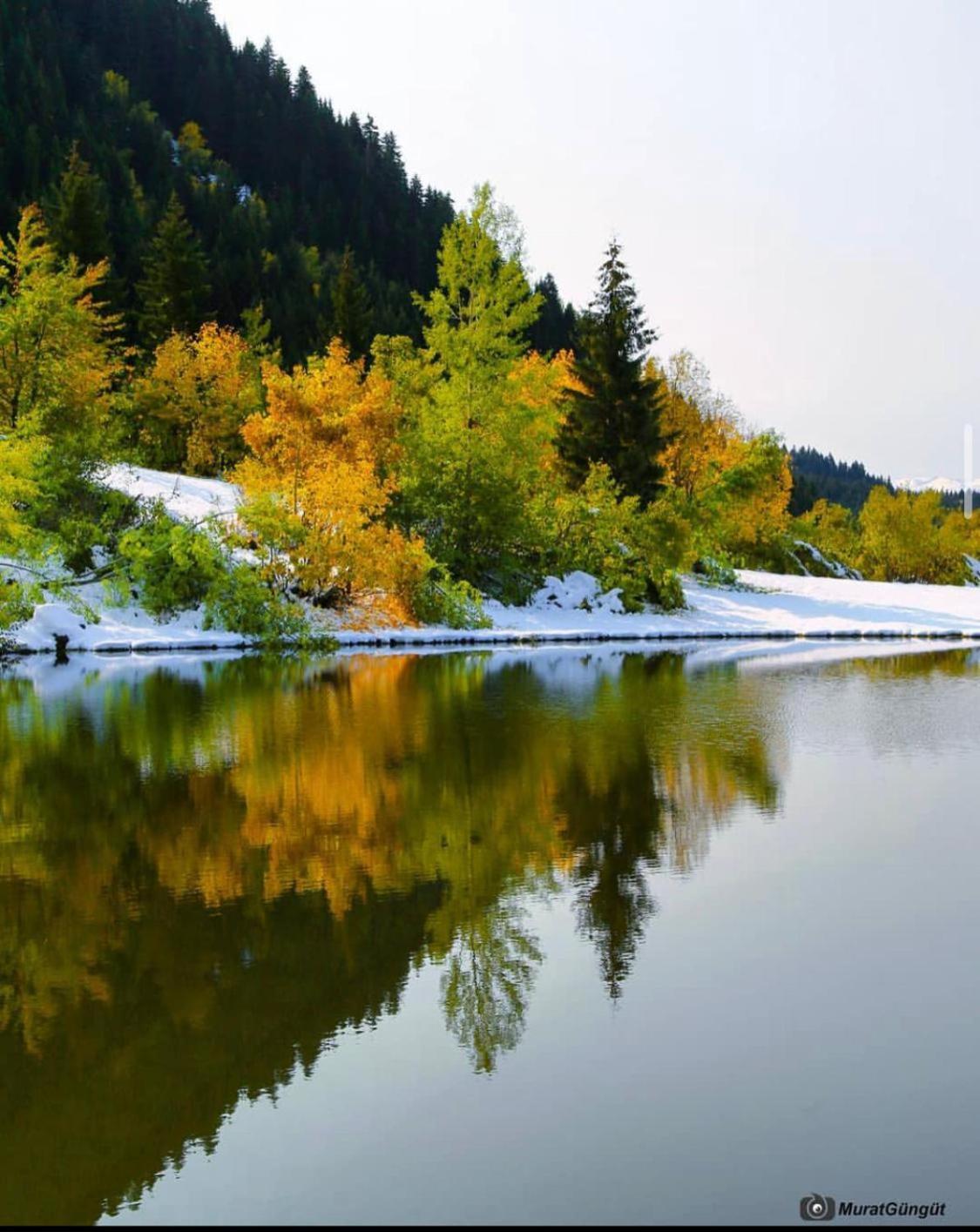 Black Forest Hotel Savsat Екстериор снимка